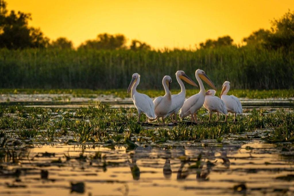Manu B&B Murighiol Dış mekan fotoğraf